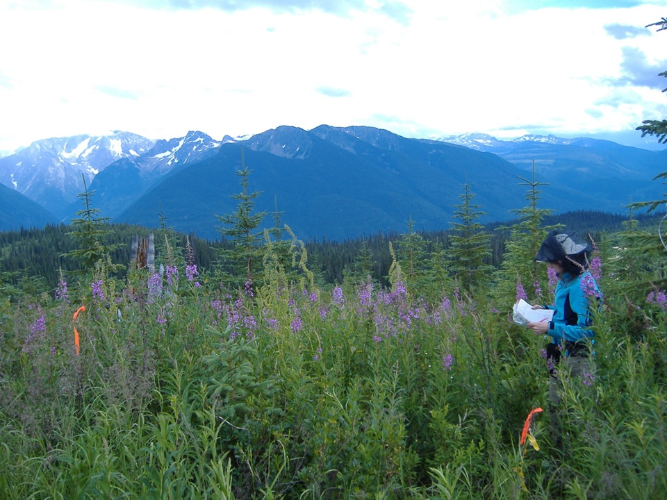 Dr. Julia Chandler conducting vegetation sampling in a mountain meadow of fireweed at the Otter Creek field site